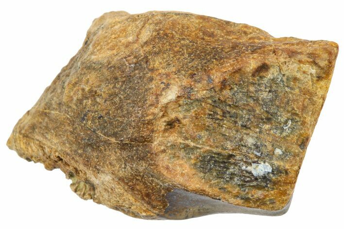 Fossil Triceratops Shed Tooth - Wyoming #364338